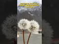 Seed Dispersal in Dandelion feathery structure acts like a parachute and helps them travel #farming