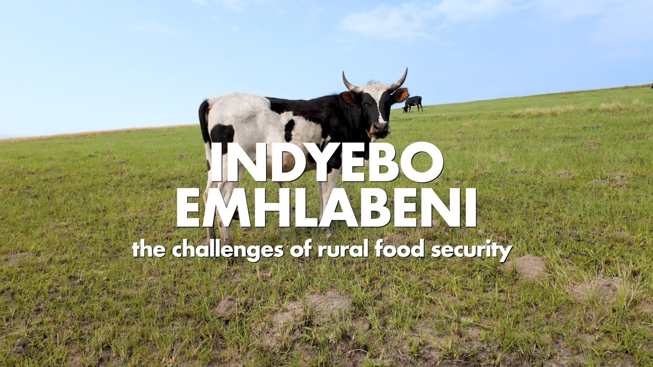 Indyebo Emhlabeni: The Challenges of Rural Food Security