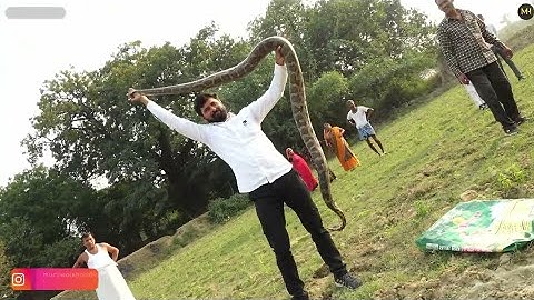भारतीय अजगर को कैसे रेस्क्यू किया! Indian Rock Python Rescue by Murliwale Hausla
