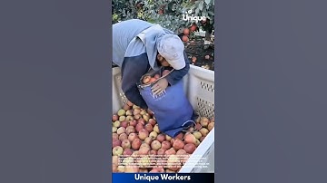Harvesting apples: people harvesting apples in an orchard