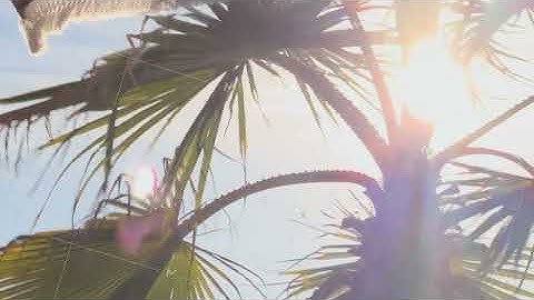 Wind gently moves palm fronds while warm sun beams filter through