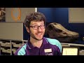 Will We Ever Know the True Colour of Dinosaurs? 🦖 | Newsround
