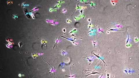 Cell Tracking