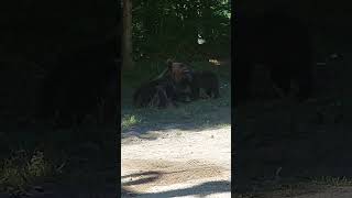 Mama bear nursing two babies #bear #bears #babyanimal