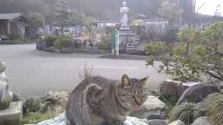 猫好き必見!!猫寺の猫ちゃん達がかわいすぎる