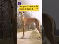 70 KM/H in Just 6 Seconds! 🐾🔥 #Greyhound #FastestDog #Facts #gyanfactor #animals #shorts