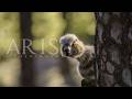 The Dinosaurs - Arise