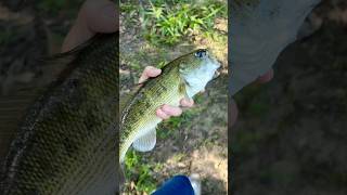 Catching My New PB Spotted Bass! (1.5)  #shorts