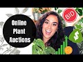 Online Plant Auctions | Advice & Tips ft. Monstera Thai Constellation
