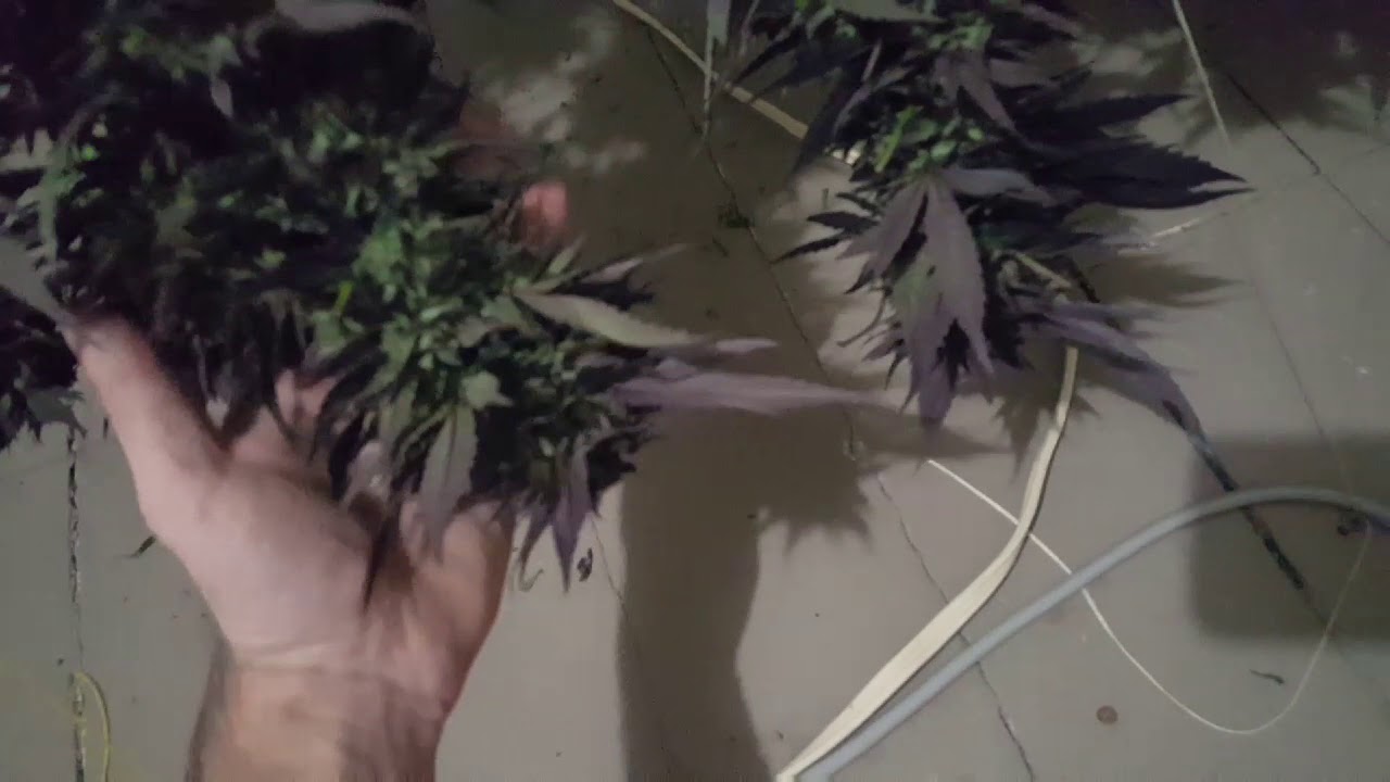 Bubba Kush Hanging Bud Porn