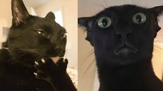 Try Not To Laugh 🤣 New Funny Cats Video 😹 - Just Cats Part 17