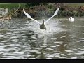 Miniature de la vidéo de la chanson The Swan (Lord Of The Reedy River)