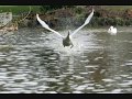 Kate Bush - Lord Of The Reedy River