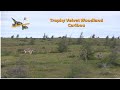 Archery Woodland Caribou, Newfoundland