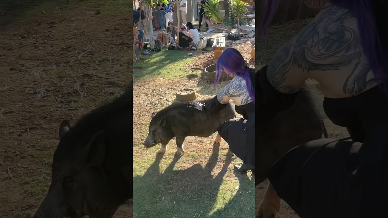 💀Goth girl pets pig for the first time💀 He was so friendly hehe
