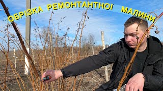 Правильна обрізка ремонтантної малини!Як обрізати ремонтантну малину?