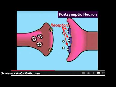 Video: Forskellen Mellem Muskelceller Og Nerveceller