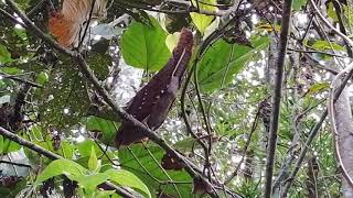 Guácharo (Steatornis Caripensis) Pájaro Camuflado Camoufled Bird