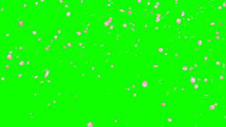 Falling Cherry Blossom Petals Effect Motion Green Screen Background Video