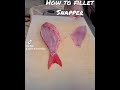 Filleting Snapper Is Easy With The Right Steps