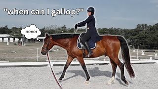 Dressage riding lesson be like.. | 😂 Funny Horse Videos