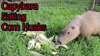 Capybara Eats Corn Husks