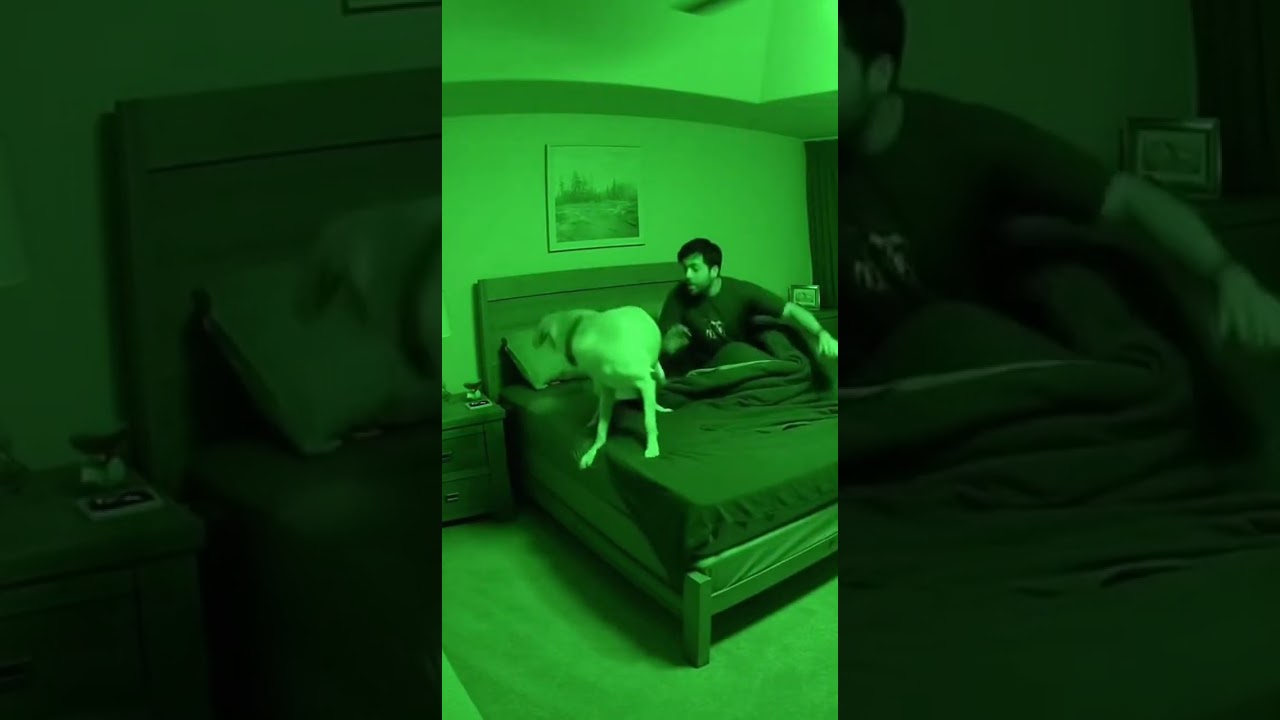 Dog Saves Owner Just Before Earthquake!