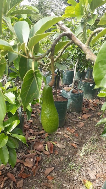🔴 Tabulampot Alpukat ❓ Tanam Saja Grounding