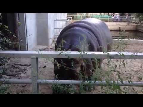 Feed the Hippo