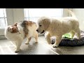 Golden retriever puppy meets cat for the first time