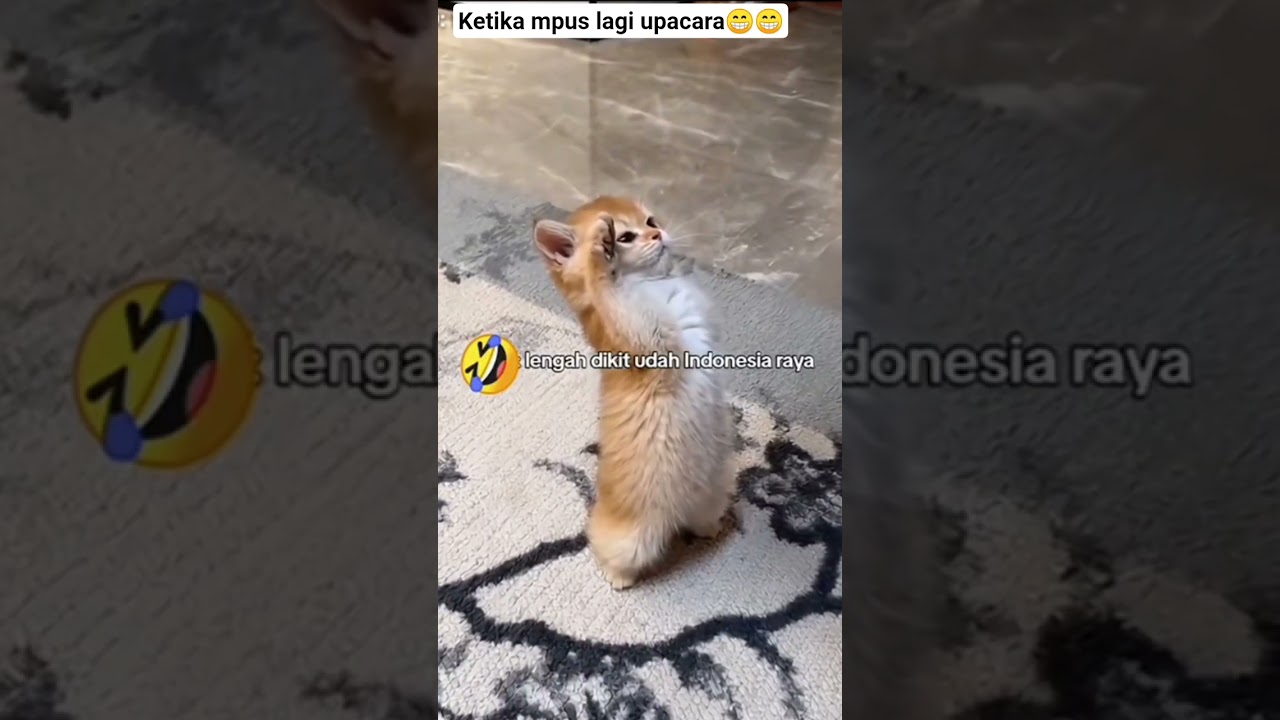 kucing lucu lgi upacara 😁#cat #shorts #merdeka