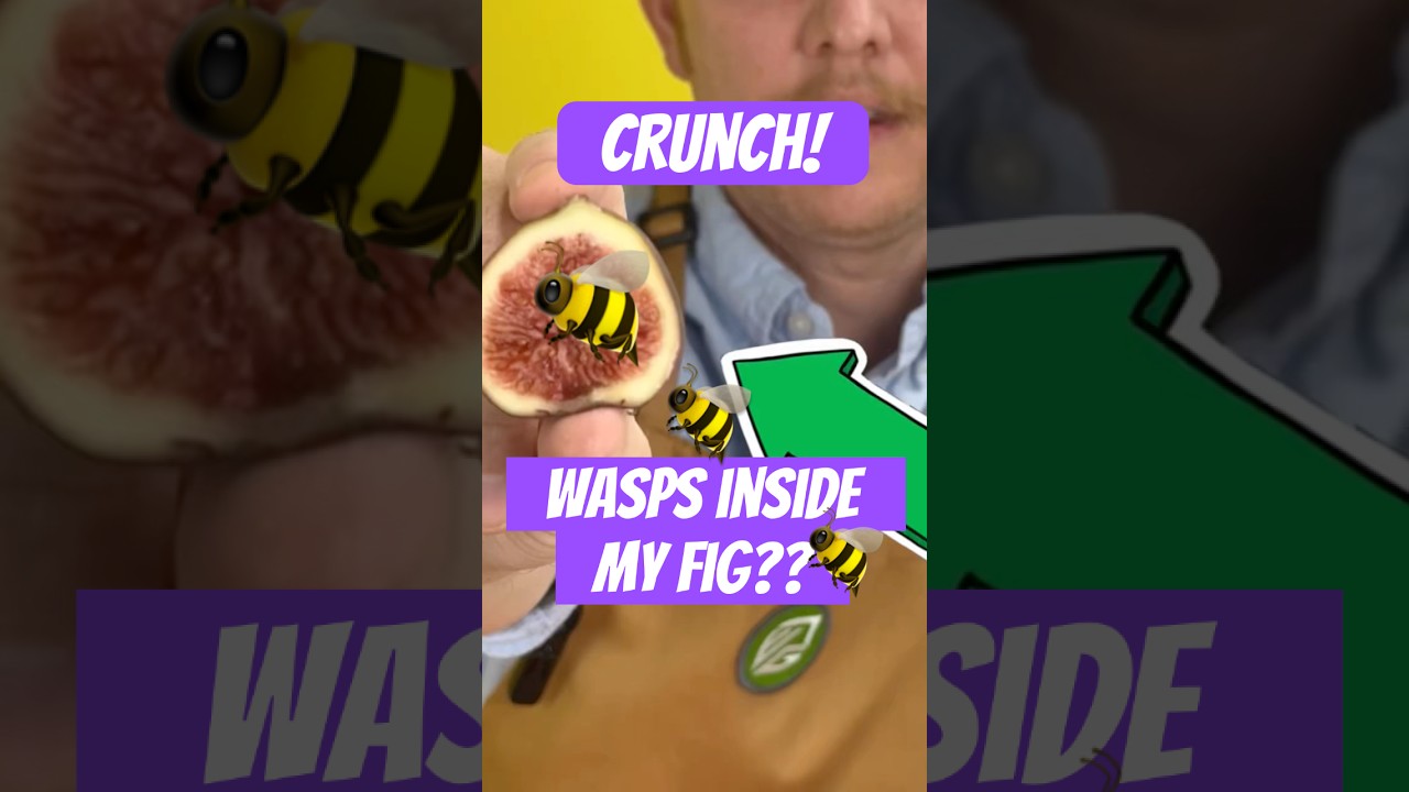Wasps get stuck inside a fig after pollinating them 
