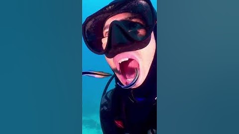 Diver uses LIVING toothbrush as he lets fish clean his mouth underwater