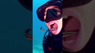 Diver uses LIVING toothbrush as he lets fish clean his mouth underwater