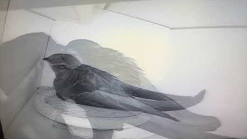Nesting Swifts