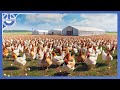 How Millions Of Chickens Are Raised Freely For Eggs And Meat
