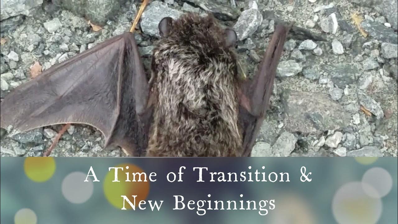 Bat Spirit Animal Symbolism & Meanings Bat Animal Totem YouTube