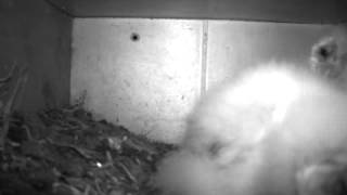 Barn owl (Tyto alba) nest box in Macedonia - 5 Macedonian Owl Trust - Skopje.