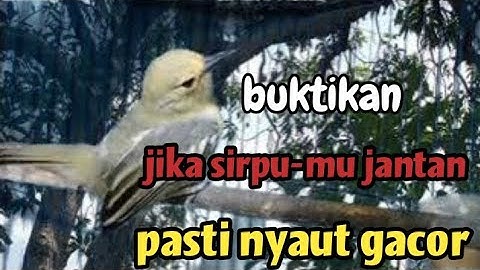 PANCINGAN 💯 AMPUH CIPOH BETINA MEMANGGIL JANTAN SANGAT MUJARAB MENAIKKAN EMOSI SIRPU JANTAN GACOR ‼️