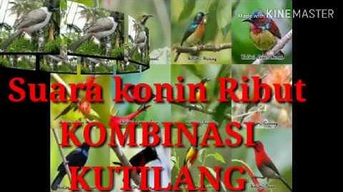 Kolibri Ninja Pikat ampuh anti zonk