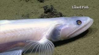 Mud Monsters: 2016 Deepwater Exploration of the Marianas