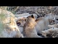 First Look at the Tiny New Mbiri Cubs