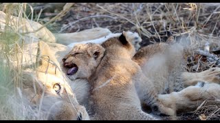 First Look at the Tiny New Mbiri Cubs
