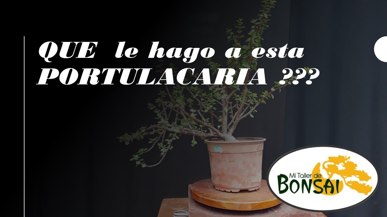 QUE LE HAGO a esta Portulacaria