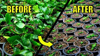 Best Way To Propagate Anubias Plants For Fast Growth Experiment