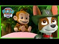À la rescousse des trois singes - PAW Patrol dessins animés pour enfants