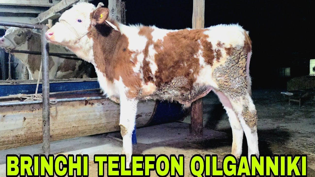 Sobrjon ukamizga yangisi biri biridan kuchlilari 27 fevral, 2026