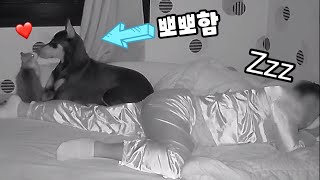 [Eng Sub] Dog and Cat at night when bachelor asleep... scary cat