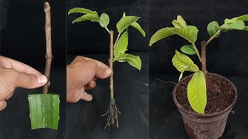 Growing Guava Tree Cutting In A Aloevera