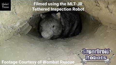 MLT-JR Inspection Robot Explores Wombat Burrow - SuperDroid Robots